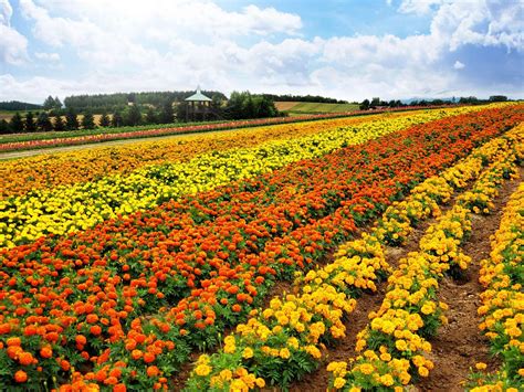 flowerland